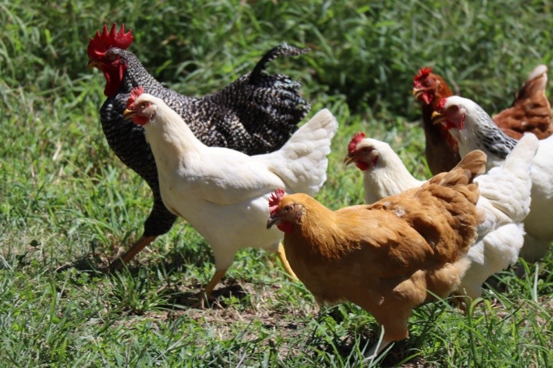 Los síntomas de la gripe aviar en las aves pueden variar desde leves hasta graves, incluyendo problemas respiratorios, diarrea y debilidad. FOTO: Zachariah Smith-UNSPLASH