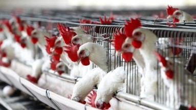 Paraguay refuerza medidas de seguridad ante detección de gripe aviar en el norte de Argentina