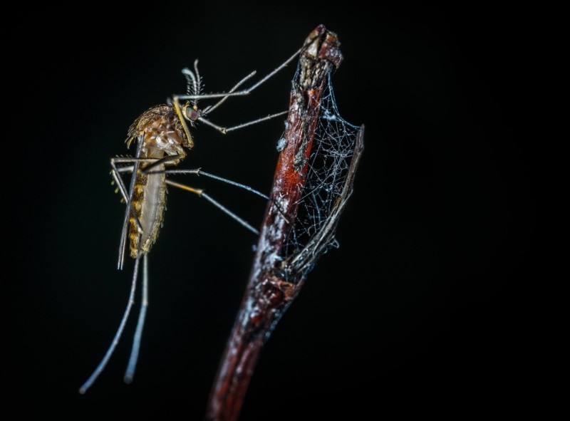 El dengue se transmite por un mosquito infectado. Foto de Egor Kamelev en Pexels. 