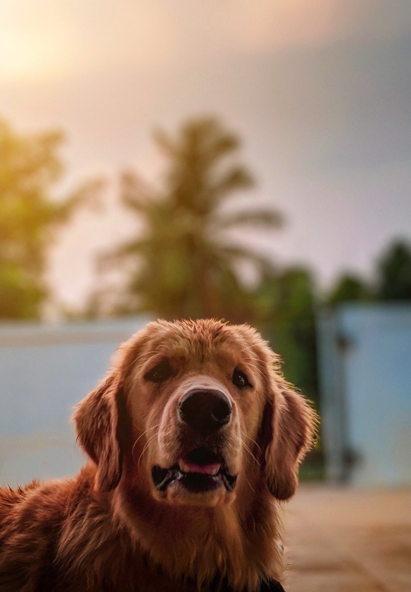 Si notas síntomas de un golpe de calor en tu mascota, no esperes. Busca atención veterinaria inmediata. FOTO: Mithul Varshan/unsplash
