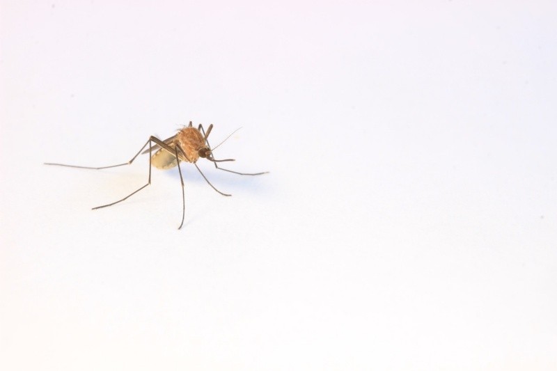 Un brote de malaria ha afectado a varias comunidades en la provincia de Limón. FOTO: Cameron Webb/unsplash