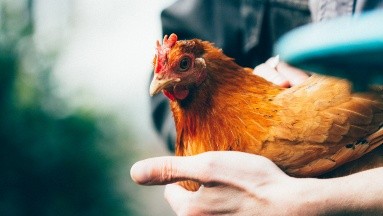 Muere la primer persona por gripe aviar en China
