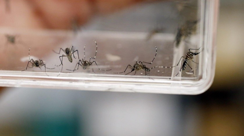 El dengue afecta a millones de personas en todo el mundo.(EFE)