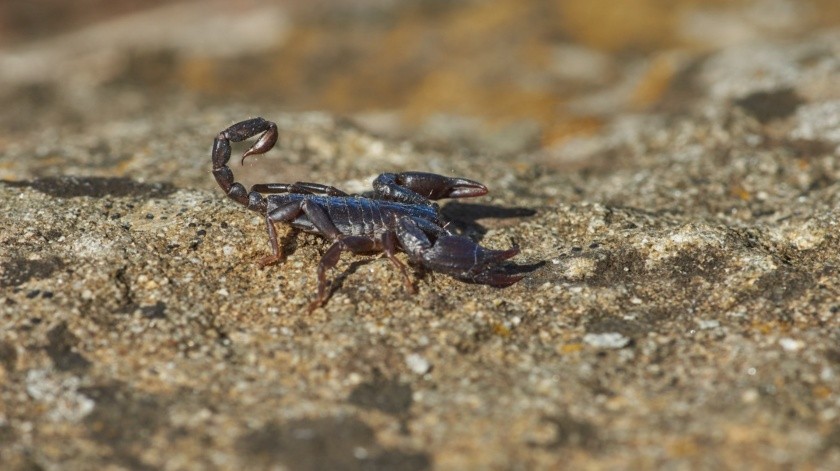 Los alacranes, también conocidos como escorpiones pueden causar envenenamiento grave.(Wolfgang Hasselmann/unsplash)