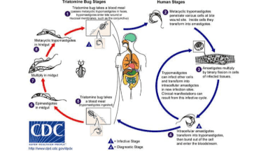 Día Mundial de la Enfermedad de Chagas: ¿Cuáles son sus síntomas y cómo se propaga?