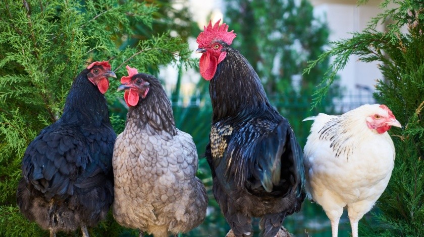 Las gallinas pueden contagiarse de gripe aviar.(Engin Akyurt en Pexels.)