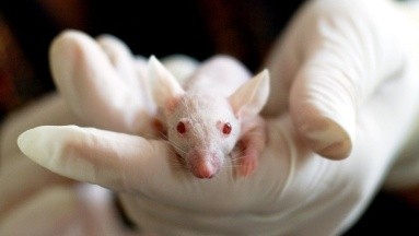 Científicos logran curar cáncer de piel en ratones y buscan lo mismo para los humanos