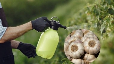 Cómo hacer un insecticida casero con ajo para eliminar plagas de las plantas