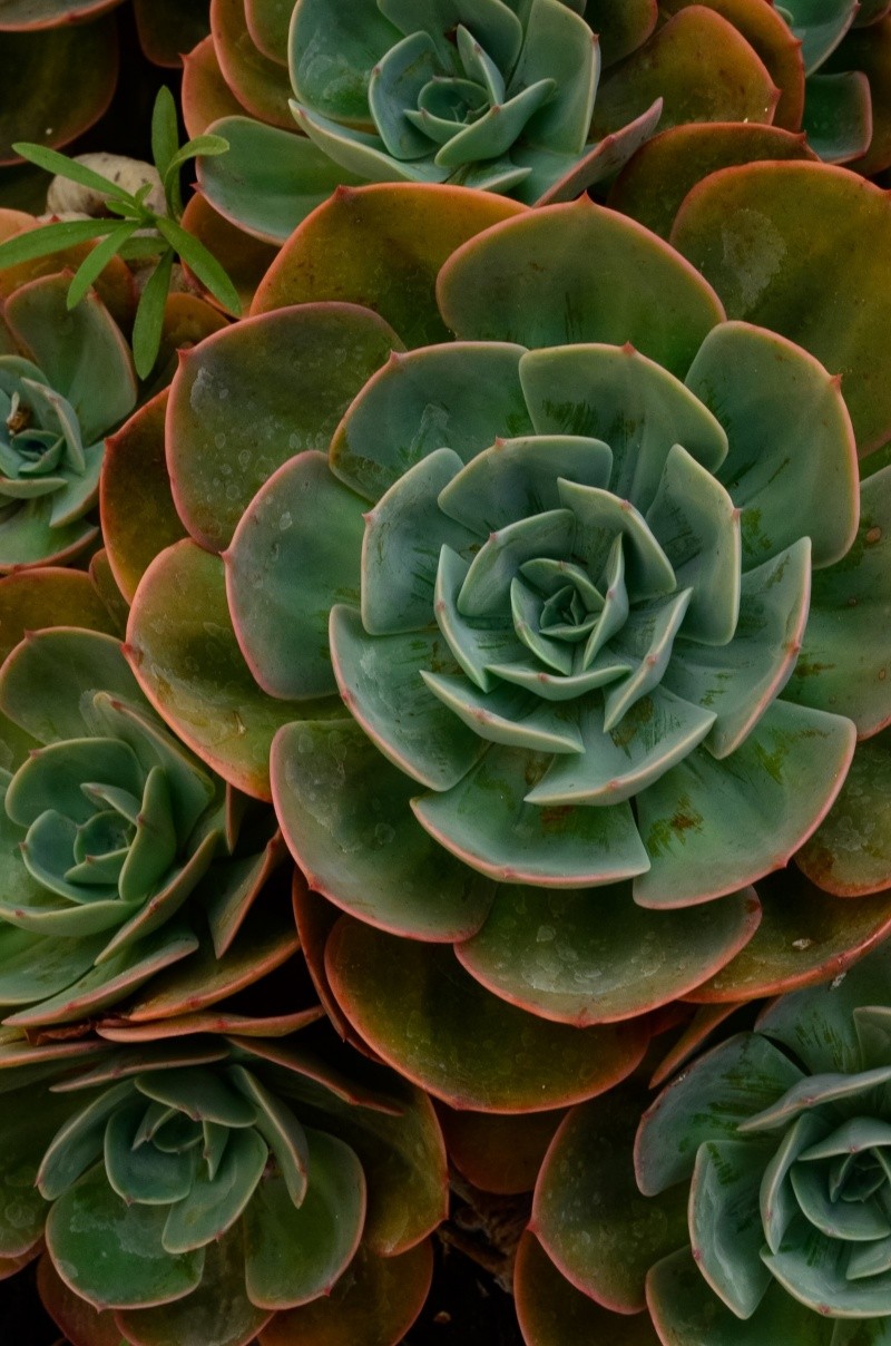 Hay muchas variedades de suculentas y son familias de los cactus. Foto de Julia Sakell en Pexels.  