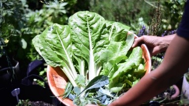 Acelgas: Aprende a cocinar estas hortalizas para que no pierdan sus nutrientes