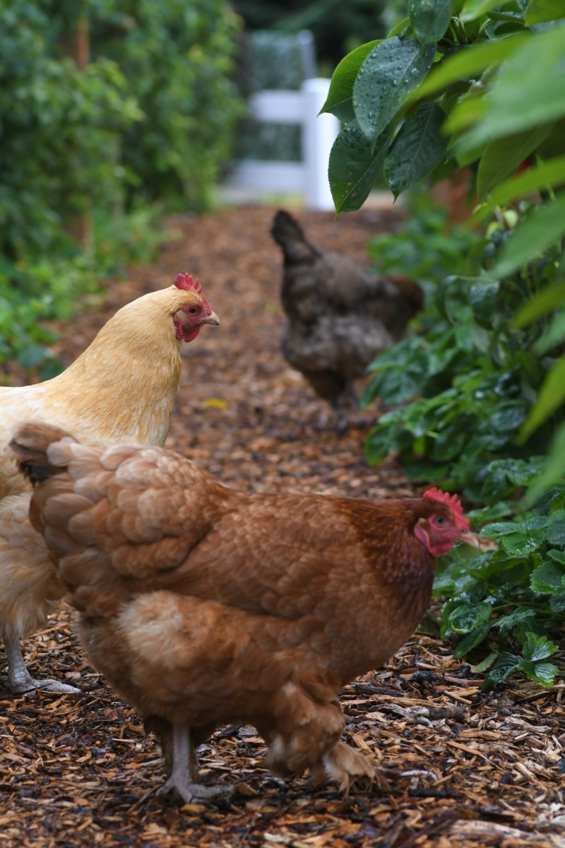  La OMS ha mostrado preocupación por los brotes de gripe aviar. Foto: Archivo