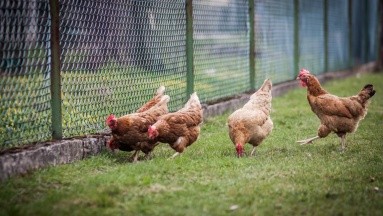 Alerta en Suramérica: La gripe aviar podría afectar al suministro de pollo, según la OPS