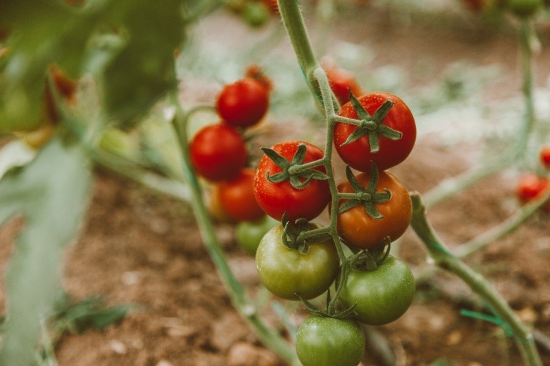 El tomate se puede conseguir en dos variedades de colores como lo es verde y rojo. Foto de ROMAN ODINTSOV en Pexels.  