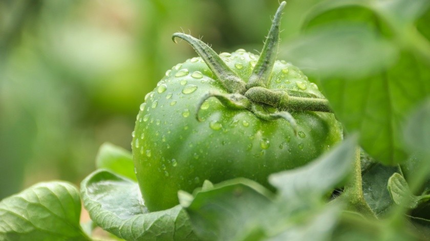 El tomate verde es utilizado para hacer salsas.(Foto de antonio filigno en Pexels.)