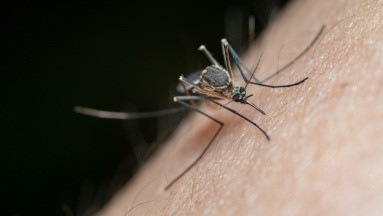 El impacto de la crisis climática en los brotes de dengue y chikungunya en Latinoamérica
