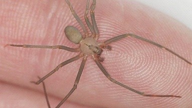 Araña violinista: ¿Cómo prevenir una picadura o mordida de esta peligrosa especie?