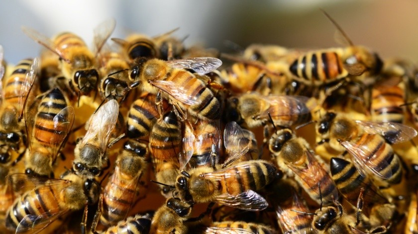 La mujer pudo recuperarse de las picadas de las abejas.(Pixabay en Pexels.)