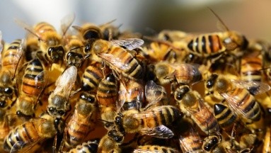 Por salvar a sus hijos, madre fue hospitalizada tras ser picada 75 veces por abejas en EU