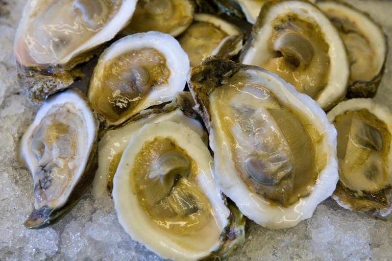 Expertos de la Universidad de Florida-IFAS explican sobre los beneficios y riesgos del consumo de ostras. Raw oysters on ice. Oyster, shellfish, seafood, food safety. 2009 Annual Research Report photo by Tyler Jones.