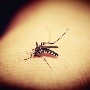 Uruguay reporta su primer caso autóctono de dengue