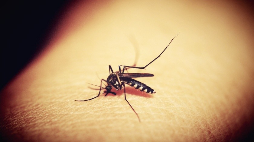 El número de caso de dengue en las Américas se ha incrementado en las últimas cuatro década según la OMS(PIXABAY)