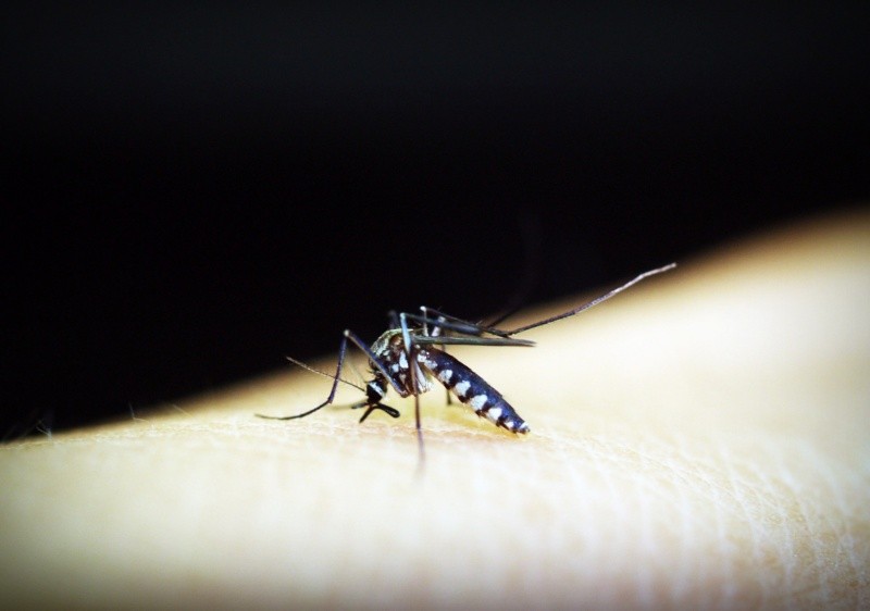 Los brotes de dengue pueden tener un impacto significativo en la salud pública FOTO:PIXABAY