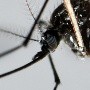 Científicos alertan a la región de las Américas ante una nueva epidemia de dengue
