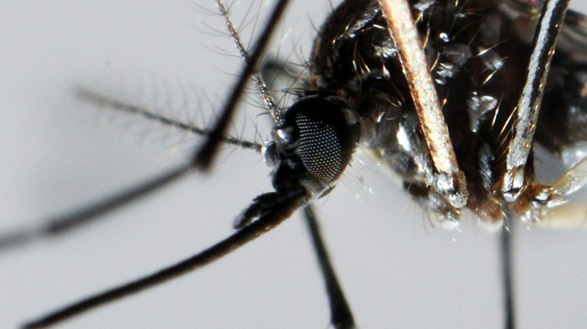 El dengue se transmite por un mosquito.(EFE.)