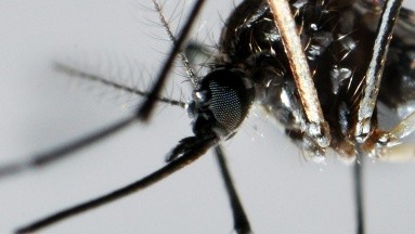 Dengue: Rusia y Nicaragua desarrollan una vacuna
