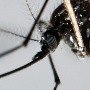 Dengue: Rusia y Nicaragua desarrollan una vacuna
