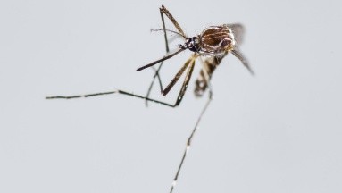 Paraguay sigue reportando muertes por chikunguña pero destaca descenso 