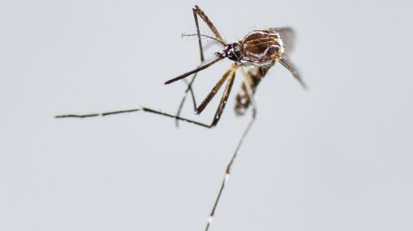 El mosquito Aedes Aegypti es el principal vector del chikungunya, así como del dengue y el zika(EFE, EFE)