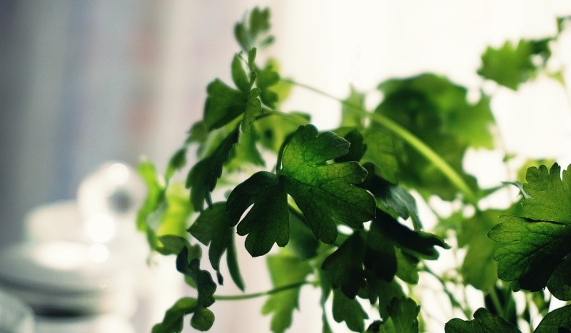 El cilantro contiene vitamina C y ayuda a realzar el sabor en muchas comidas. Foto de Suzy Hazelwood en Pexels.  