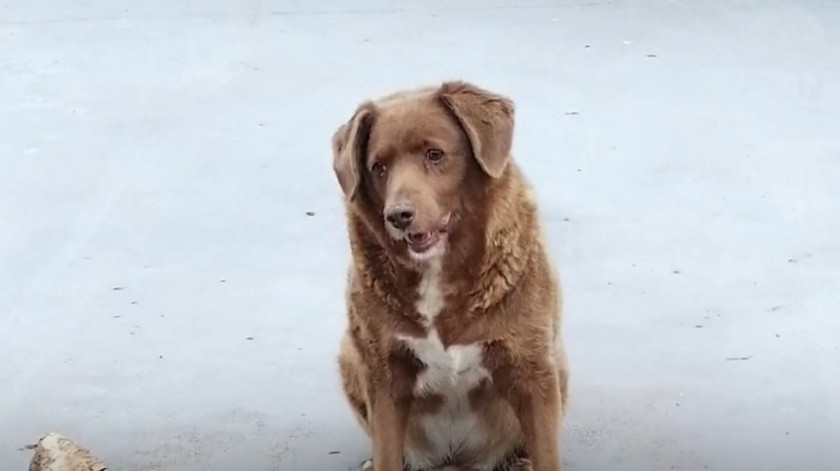 El perro cumplió 31 años de edad.(Capture video Récord Guinness World.)