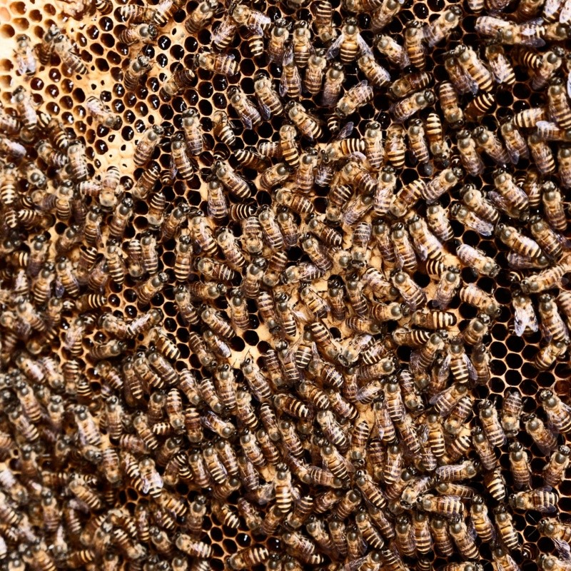 Estas abejas tienen una tendencia a atacar en grandes enjambres FOTO:Rowan Heuvel/UNSPLASH