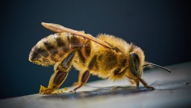 Se registra séptima muerte en una semana por picaduras de abejas africanas en Nicaragua