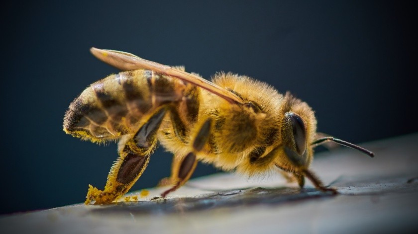Estas abejas son más agresivas y defensivas que otras subespecies de abejas(Aljaž Kavčič/unsplash)