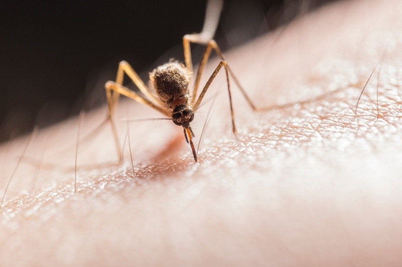 Los mosquitos son conocidos por transmitir enfermedades como el zika y el dengue. Jimmy Chan en Pexels.  