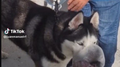 Rex, el perro que tenía un gran tumor en su cara y no querían operar; un video en TikTok lo salvó