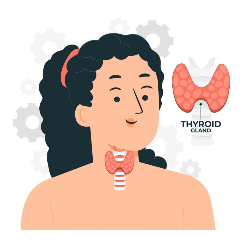 La glándula de la tiroides se ubica en la base del cuello.  Imagen por storyset en Freepik