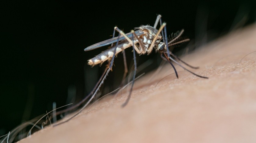 El dengue se transmite por un mosquito.(Foto de Jimmy Chan en Pexels.)