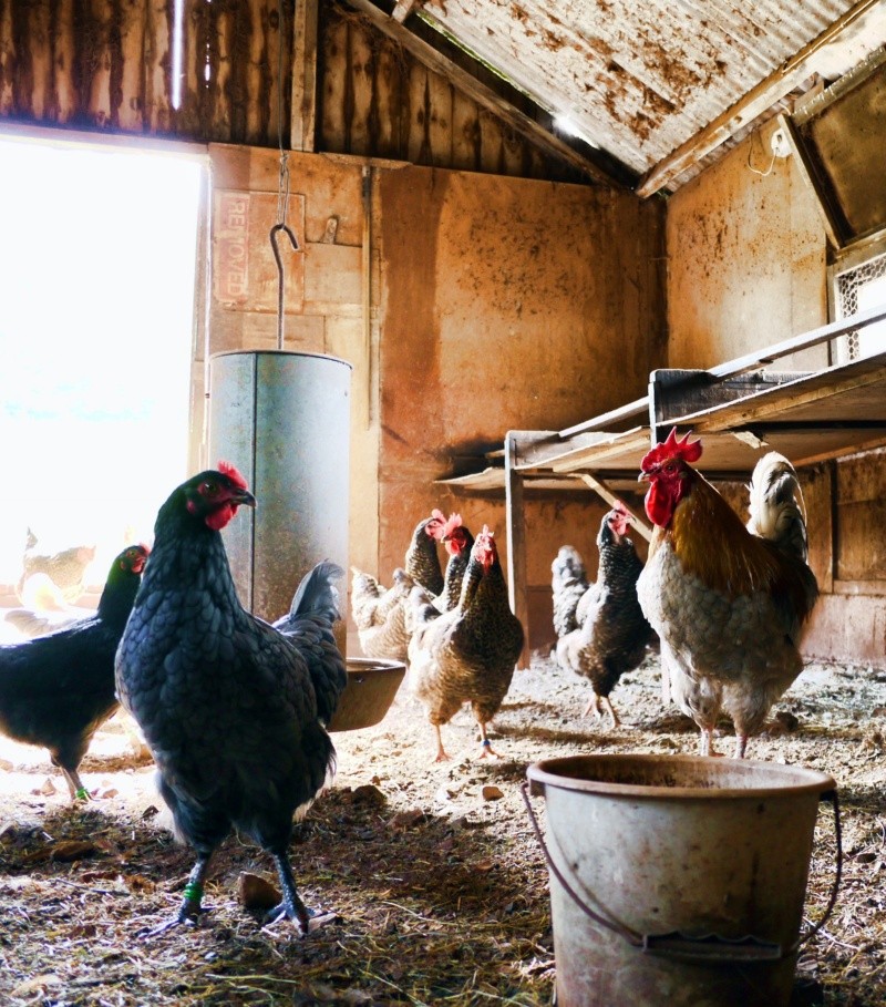 La gripe aviar sigue poniendo en alerta a los gobiernos de varios países.  Foto de Brett Jordan en Pexels. 