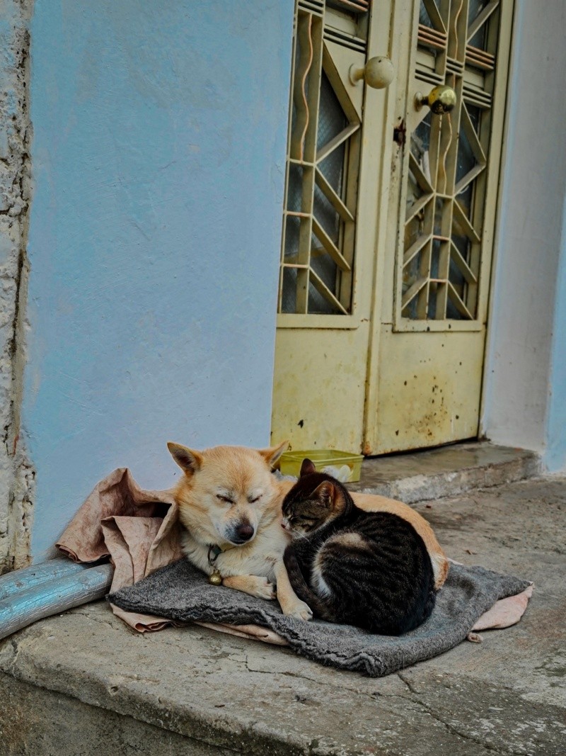 Los perros y gatos también pueden enfermarse de cáncer. Foto de Dilara Albamya en Pexels.  