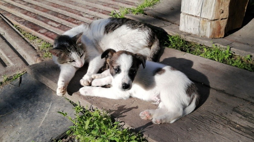 Los perros y gatos les puede dar cáncer benigno o maligno.(Yuliya Kazantseva en Pexels.)