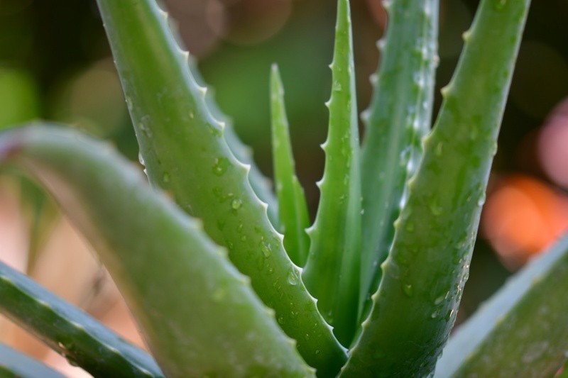 Aloe vera estimula la producción de colágeno en la piel, por lo que le permite protegerla del sol y actuar como fotoprotectorFOTO:pisauikan/PEXELS
