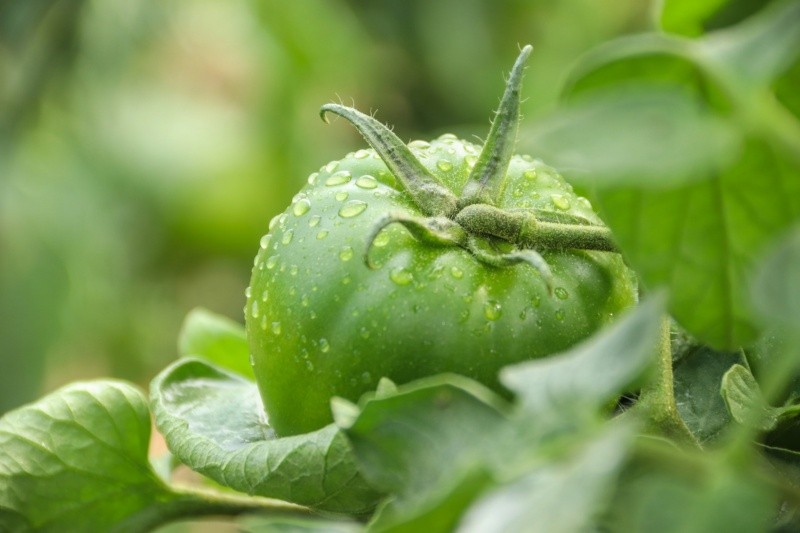 El tomatillo tiene hierro. Foto de antonio filigno en Pexels.  