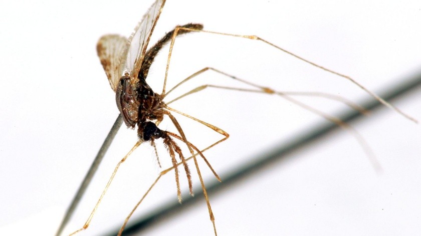 La malaria es transmitida por un mosquito.(EFE)