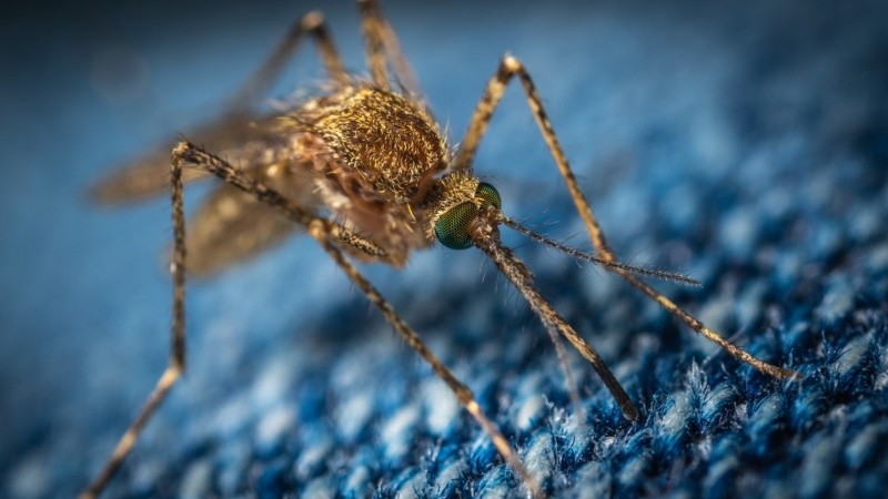 La malaria da muchos síntomas, entre ellos fiebre. Foto de Egor Kamelev en Pexels. 