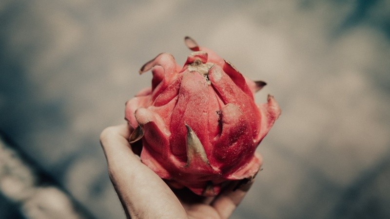 La pitahaya contiene vitamina C y potasio.  Foto de Dmitriy Zub en Pexels. 