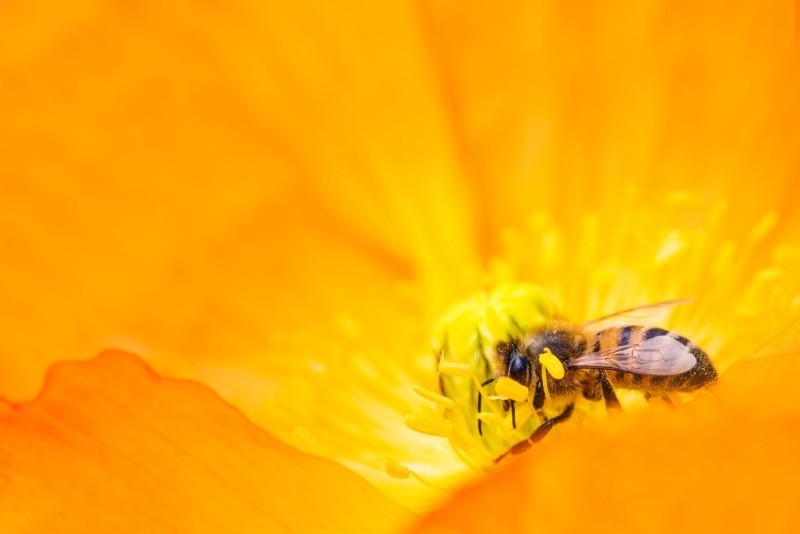 La picadura de una abeja en la mayoría de los casos puede molestar.  Foto de Kat Smith en Pexels. 
